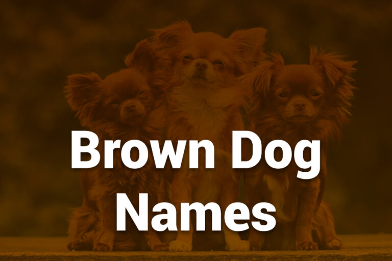 Brown Dog Names You’ll Love brown dog names