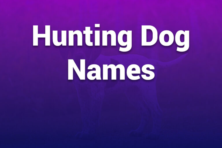 hunting dog names