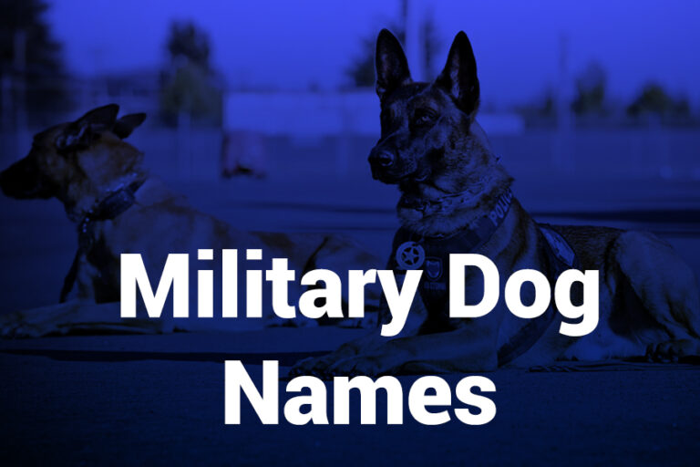 military dog names
