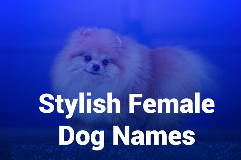 stylish female dog names